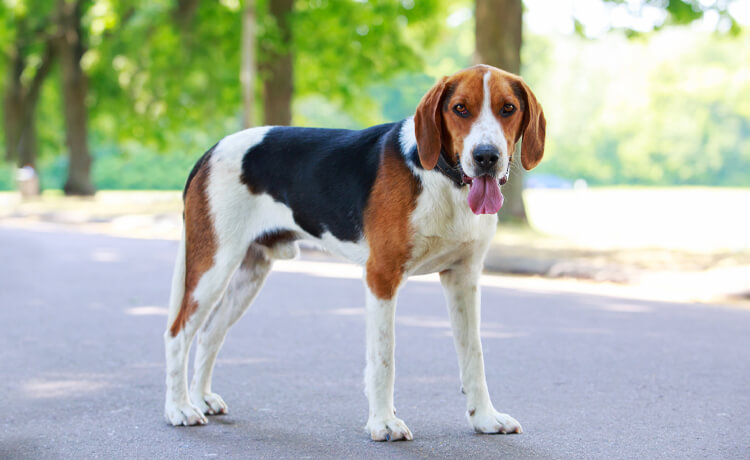 American Foxhound